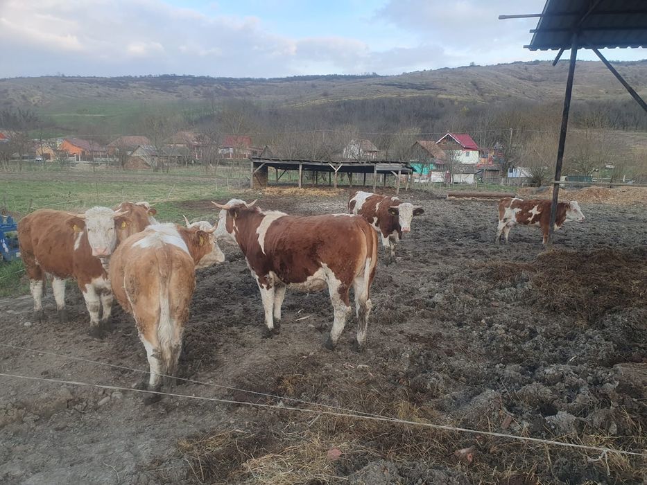 Vând vaci și juninci de-a făta