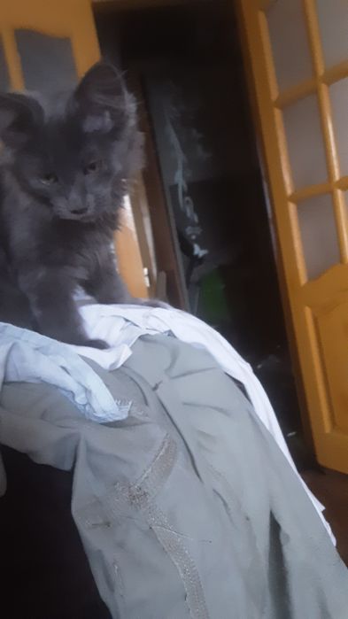 Продам котят помесных