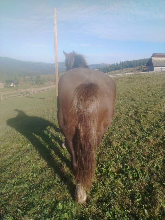 Vând iapa de 8 ani, preț în privat