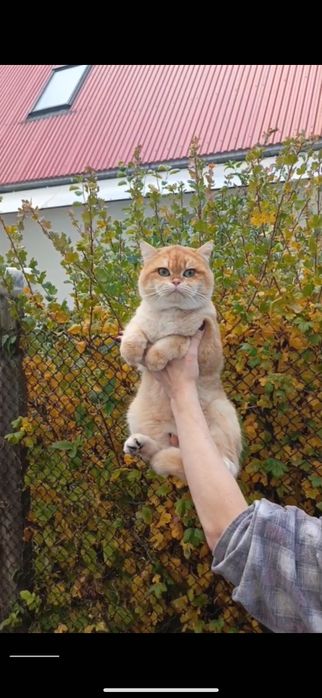 Вязка, кот класса: SHOW (ЗРЕЛИЩЕ)