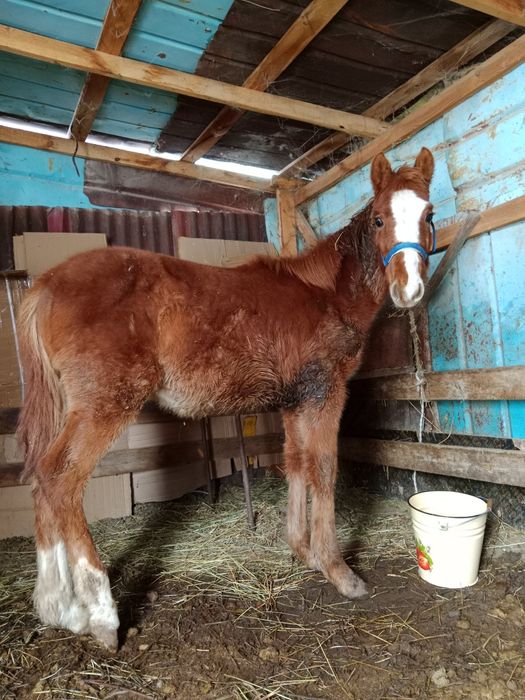 Срочно продам срочно