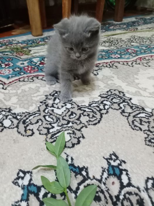 Продаются котята породы Скоттиш Страйт