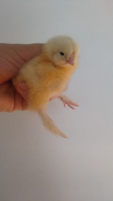 Продам цыплят брама