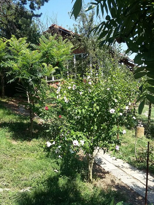 Продава се Къща в с. Орляне, Област Ловеч - 180 кв.м за 178 €/кв.м - Снимка #8