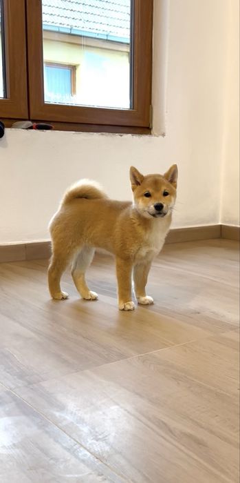 Baietel Shiba Inu deosebit