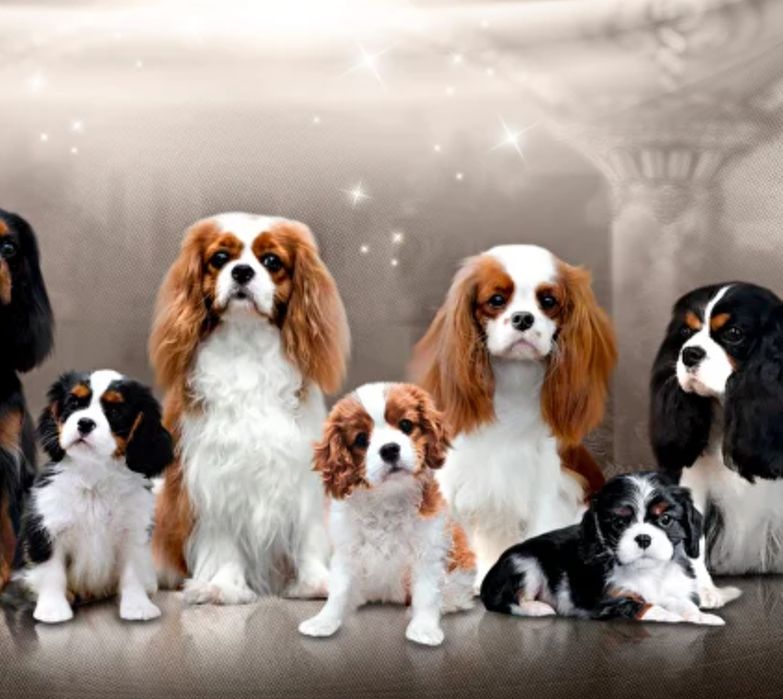 Продам щенков Кавалер Кинг чарльз спаниель