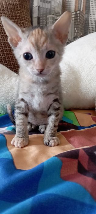 Донской сфинкс породы