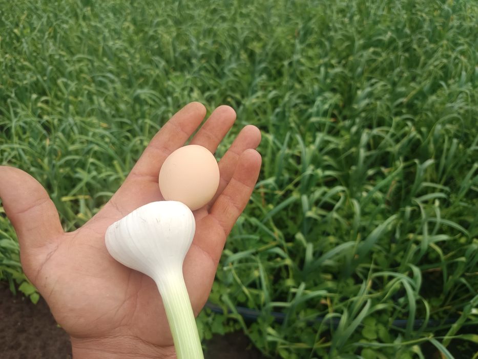 Usturoi verde de vânzare! 
Se poate vinde la bax / lădiță sau la fir ! 
Locație Dobrotești,Dolj 
0723466232 - Alin