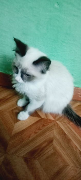 Отдам котёнка в добрые руки
