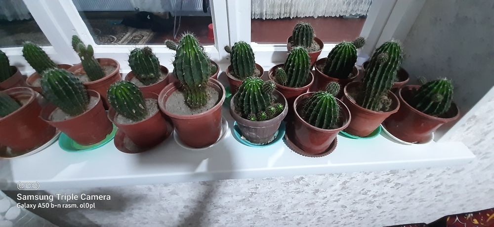 Kaktus gullar sotiladi