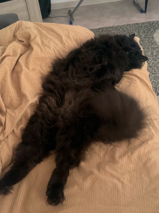 Кота в добрые руки