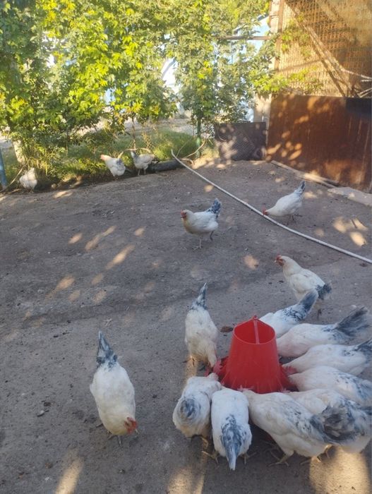 Tovuqlar sotiladi tuxumga kirgan