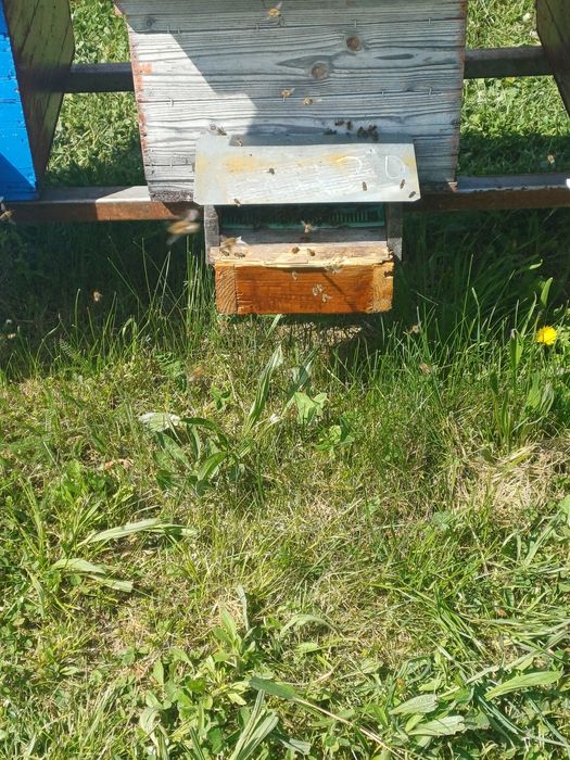 Vînd famili de albine pe 11 rame bine dezvoltate se pot pune magaziile