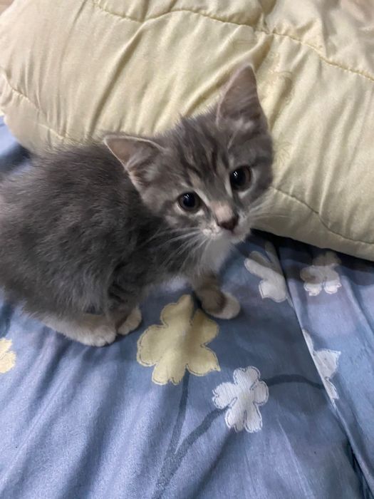 Лучшие Котятки ждут вас