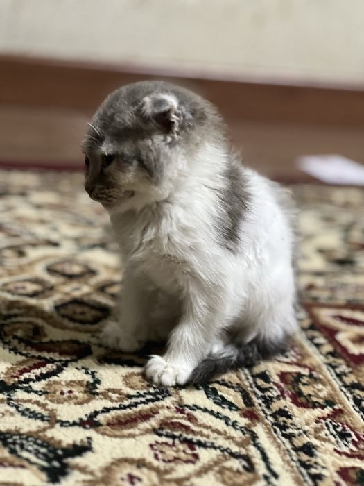 Mushuk zotdor toshkent