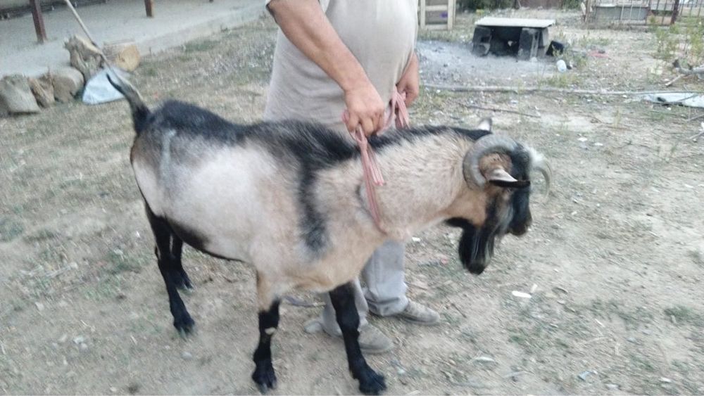 Альпиский козелы