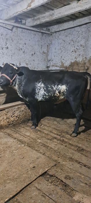 Buqa sotiladi honadonda boqilgan