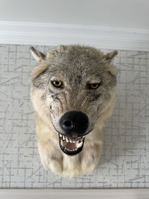 чучело волка