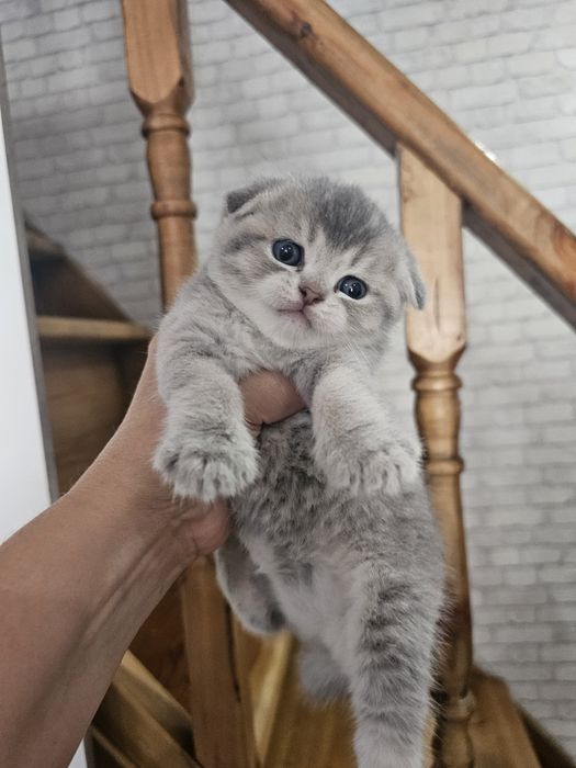 Шотландские котята