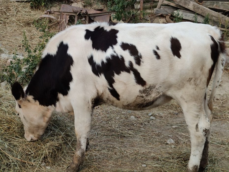 Vând vițică și tăuraș