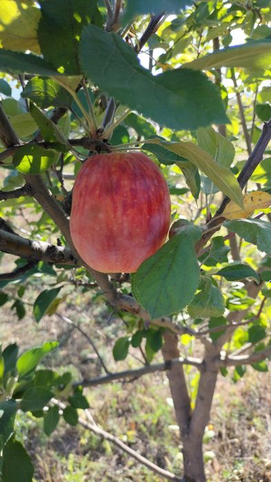 Саженцы яблони и груши