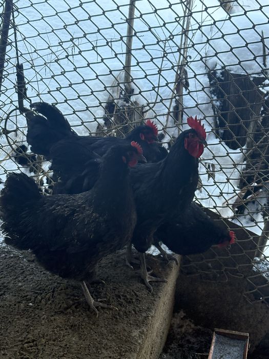 Vand cocosi australorp