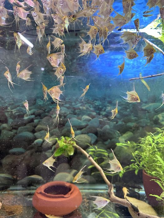 Скалярия молодь продам