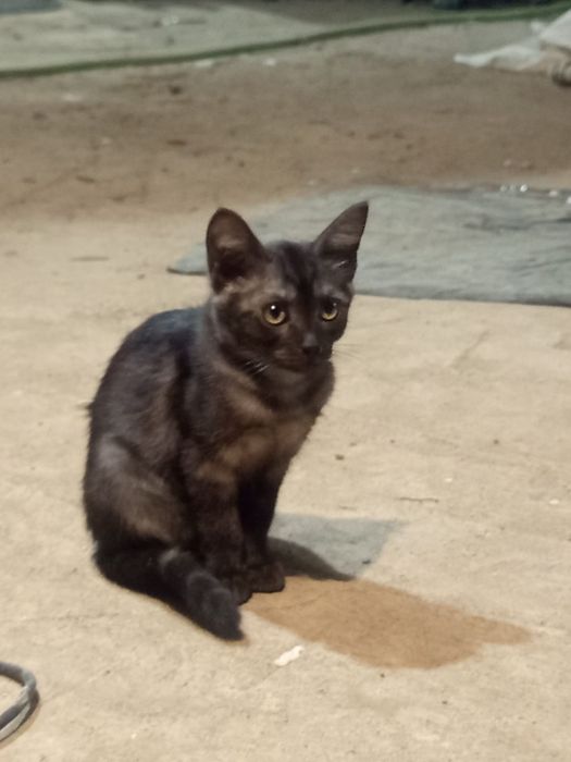 Ищут мам и пап котята