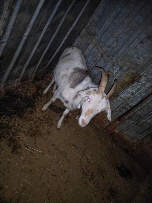 Ешкилер козы городе