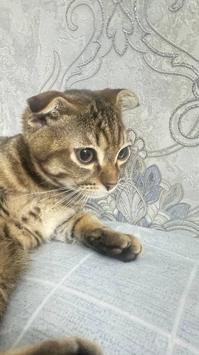 Mushuk Scottish fold 3 oylik