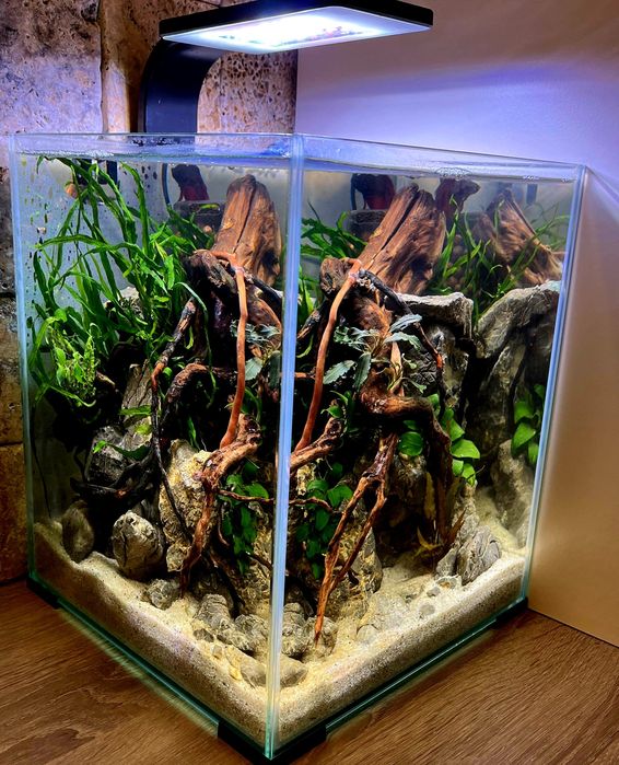 Servici intretinere mentenanta curatare aranjament acvariu apa dulce