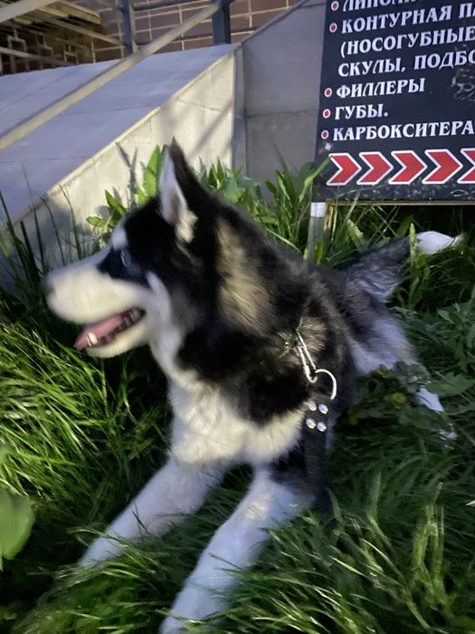 kochuk haski srocna sotilad