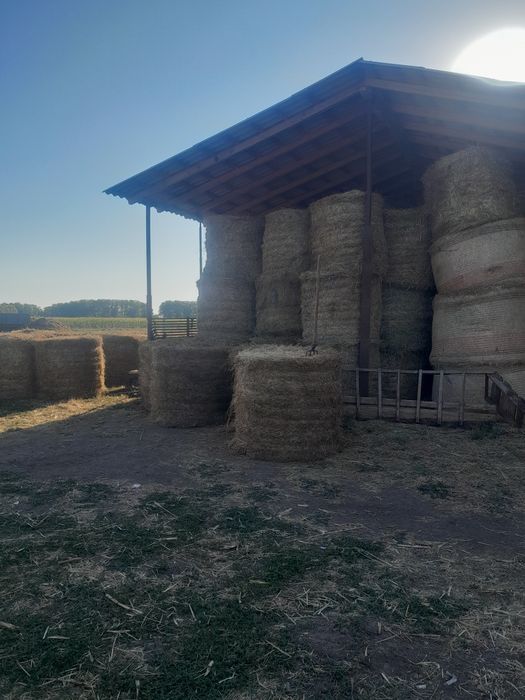 Vând baloti de lucerna
