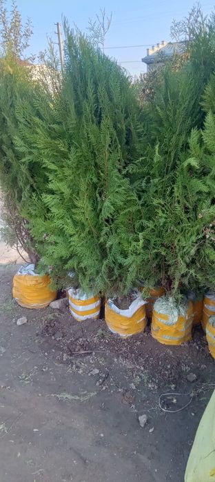 Manzarali ko'chatlar dunyosi har xil turdagi