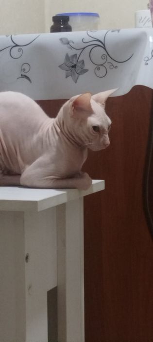 Кошка сфинкс Конадец