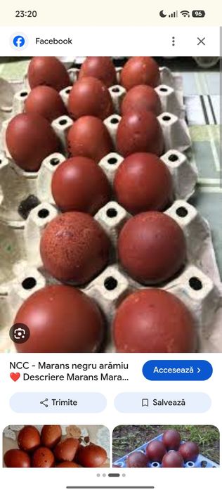 Cocosi Marans albastru aramiu și negru aramiu.