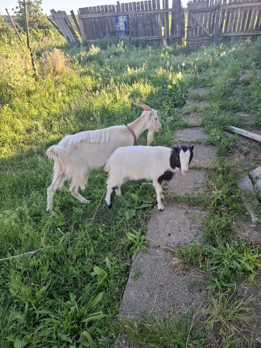 Capra cu ieduta  .la prima fatare