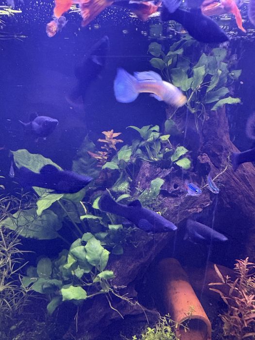 Se dau 4 molly negre