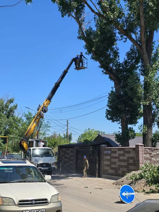 Спил деревьев обрезка плодовых