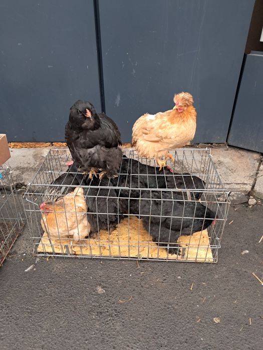 Vand gaini rasa  incaltate