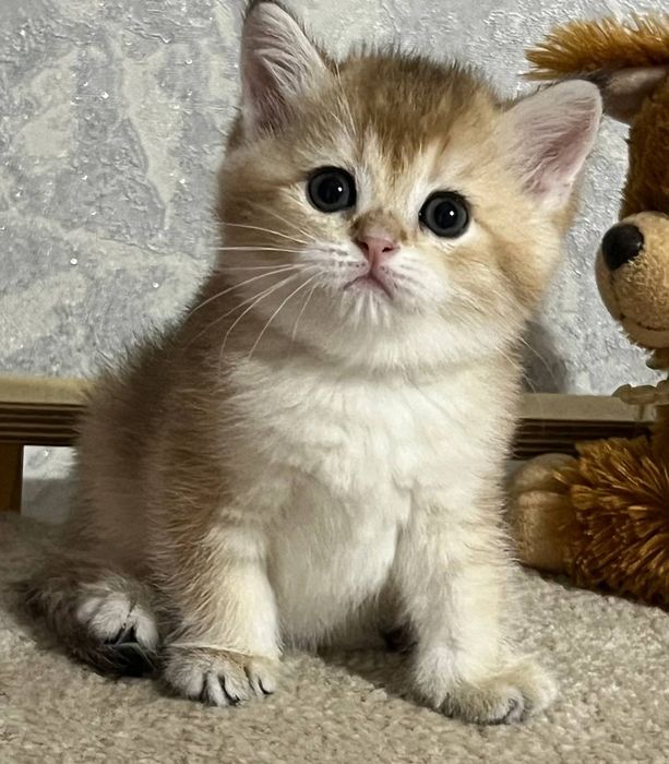 котенок Британец девочка золотая шиншилла ny11 котят