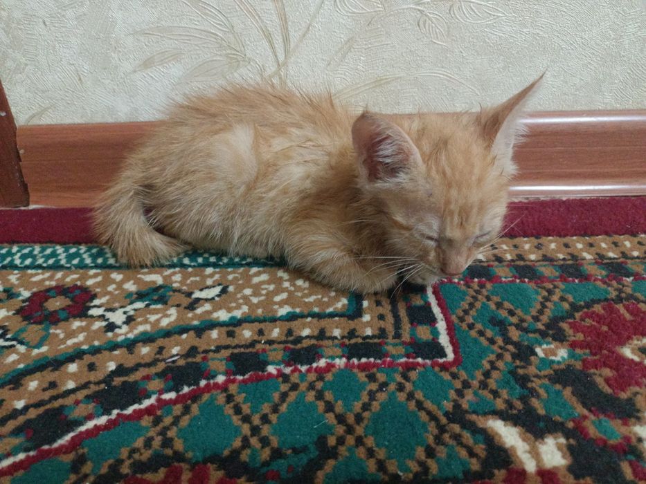 Отдам в добрые руки