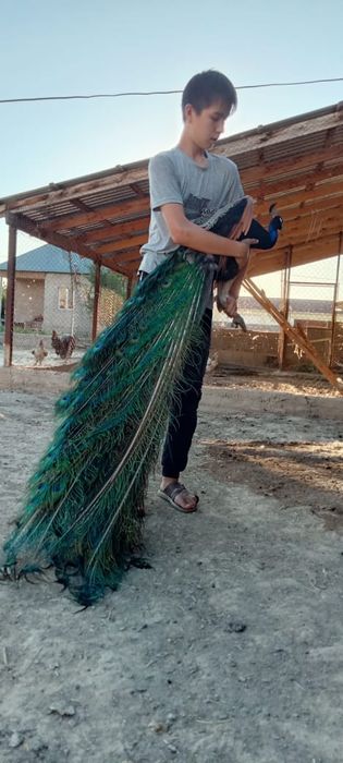 Индийский павлины пара