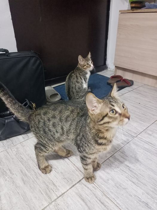 Бесплатно отдам кошки