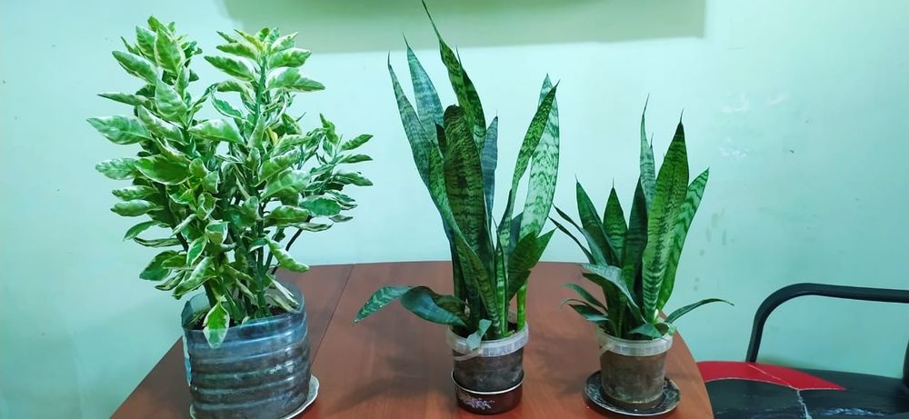 Цветы комнатные красивые