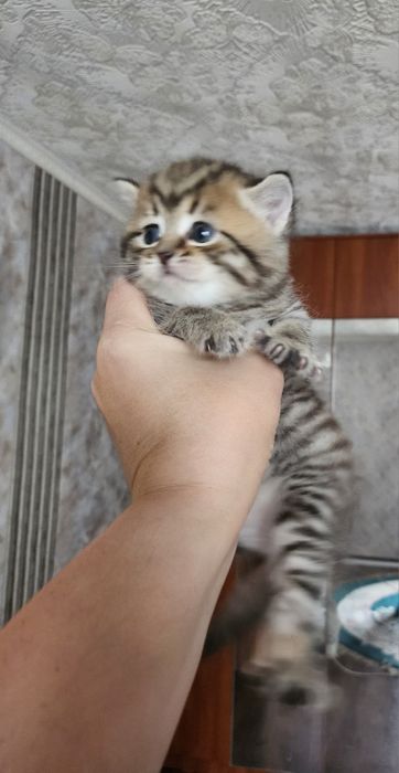 Шотландская девочка