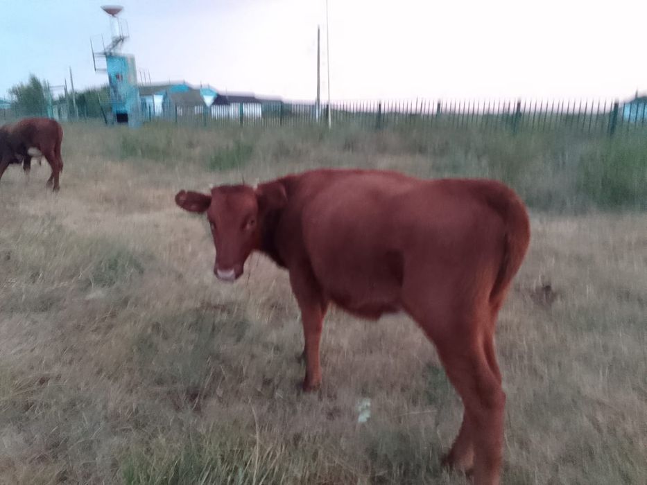 Телята Продам...