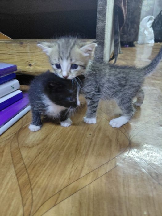 Отдам котят в добрые руки