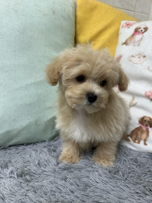 Малтипу / Maltipoo
