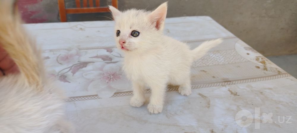 Кошки, девочки 3